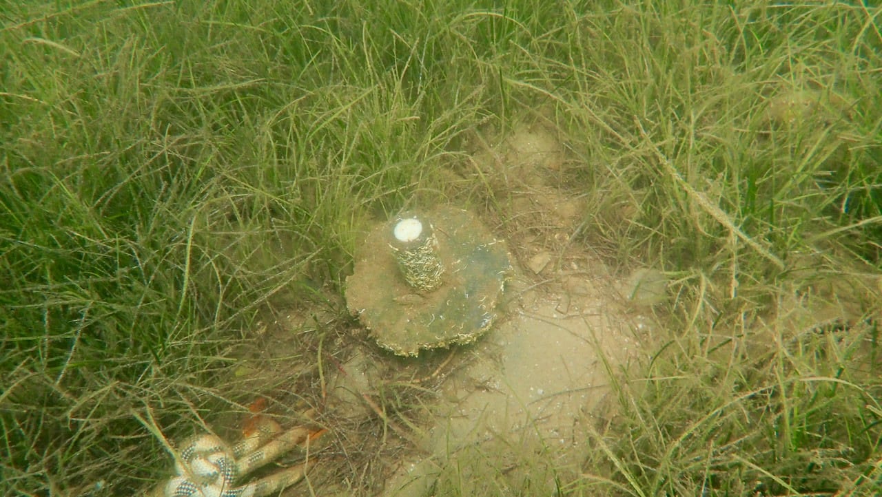 The head of a screw anchor at the seabed, surrounded by Posidonia oceanica seagrass, with its mooring rope tied on at the lower left.