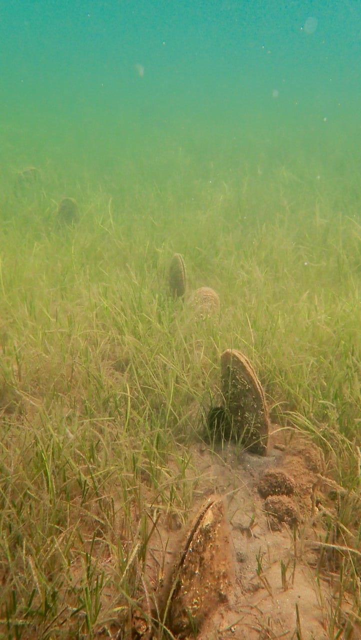 Several noble pen shells (Pinna nobilis) standing upright in the seagrass on the seabed at the same site.