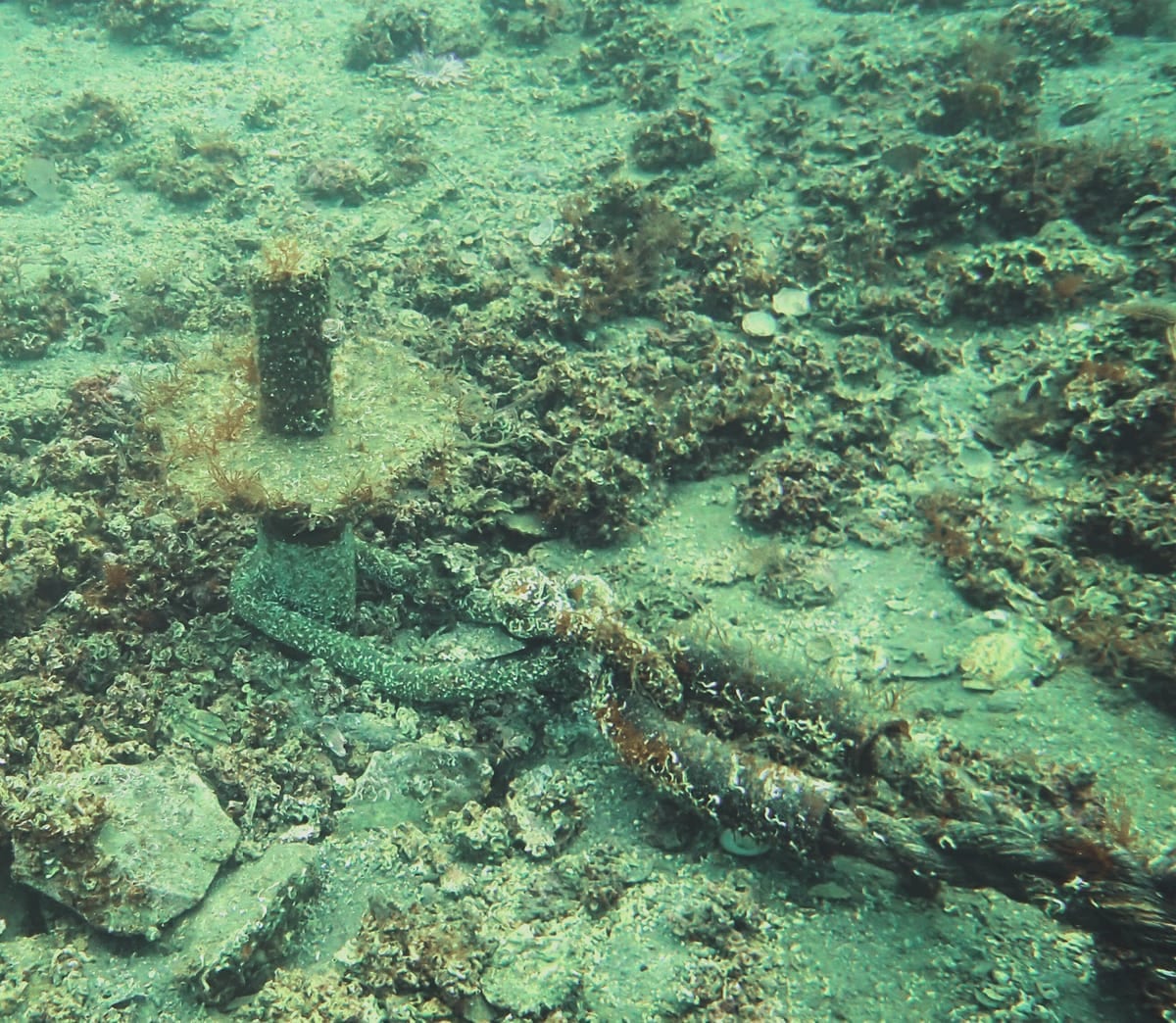 Screw anchor on the seabed at the Misya Seafood mussel farm off Koyun Island, its drive head and mooring eye colonised by marine growth eight years after installation.